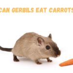 Can gerbils eat carrots