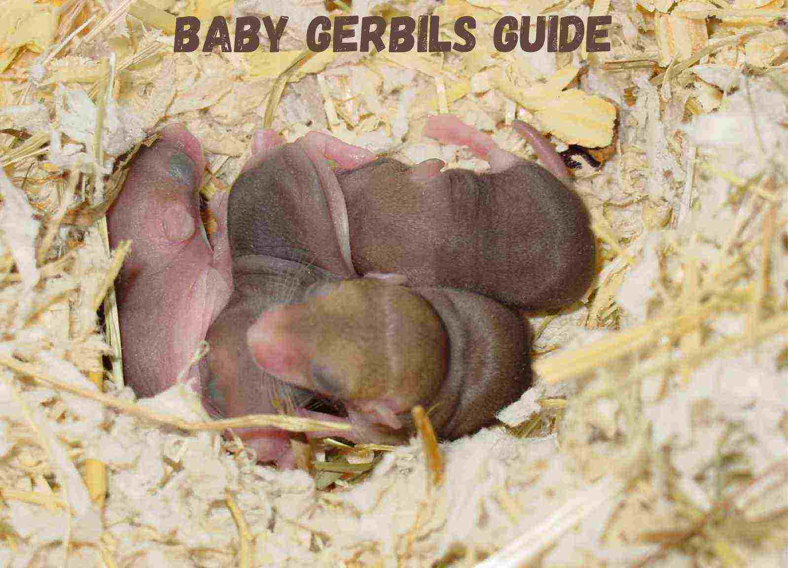 How To Look After Baby Gerbils
