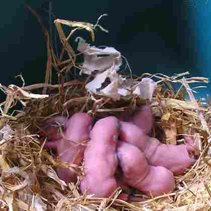 gerbil babies