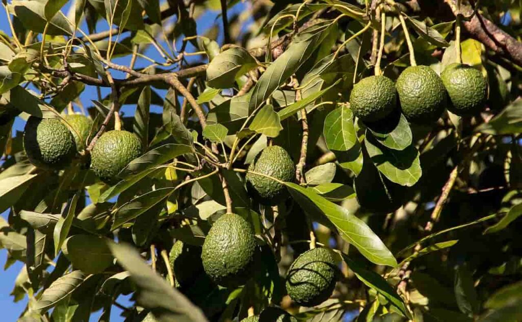 Are avocado trees the same