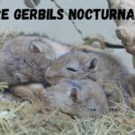 Are gerbils nocturnal