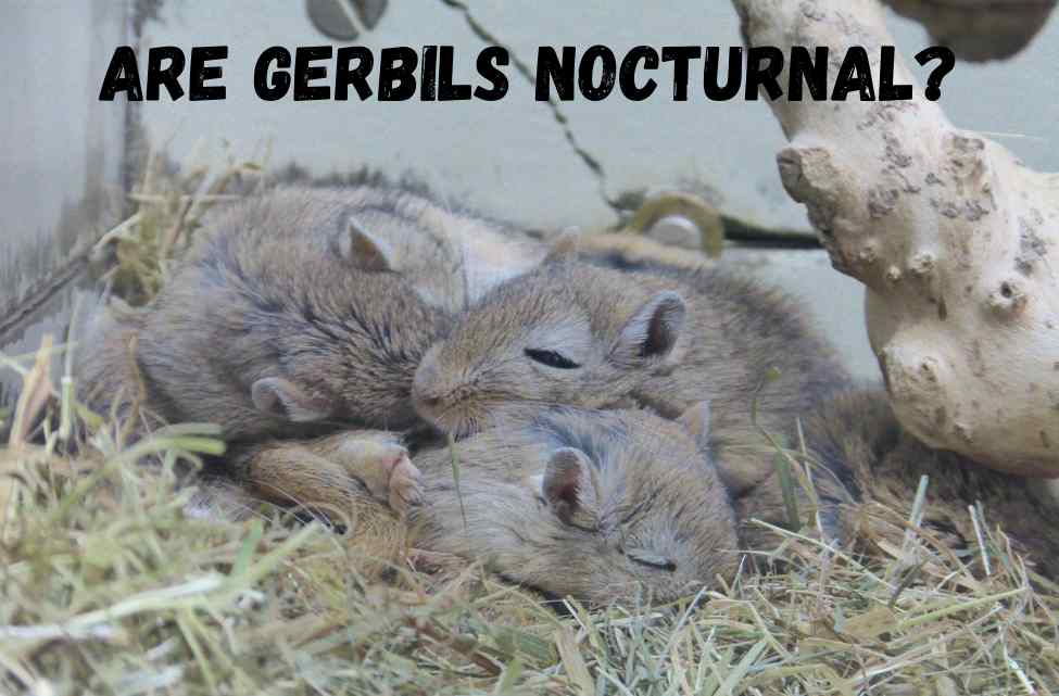 Are gerbils nocturnal