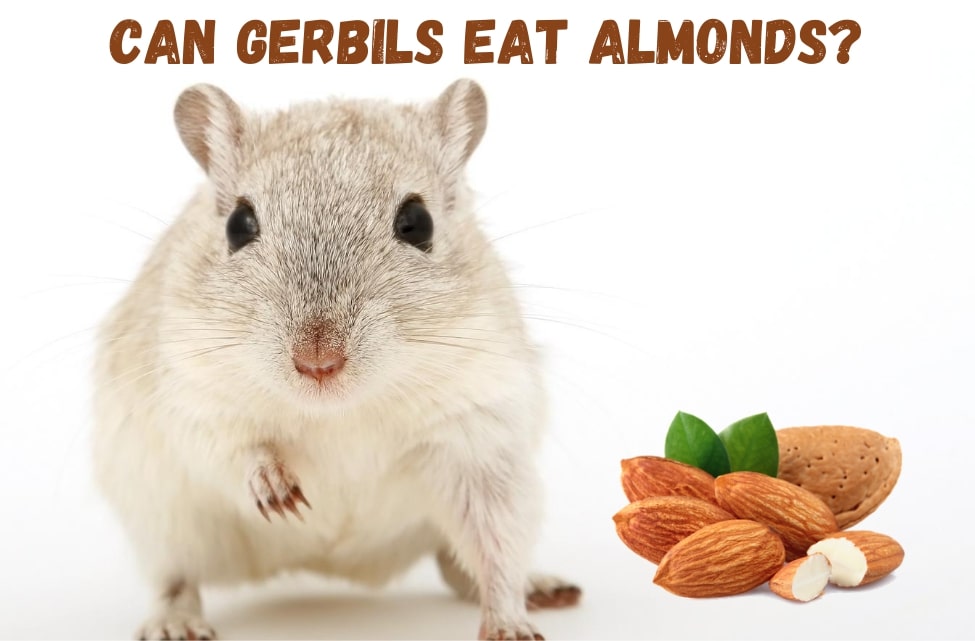 Can gerbils eat almonds
