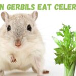 Can gerbils eat celery
