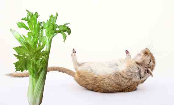 is celery safe for gerbils