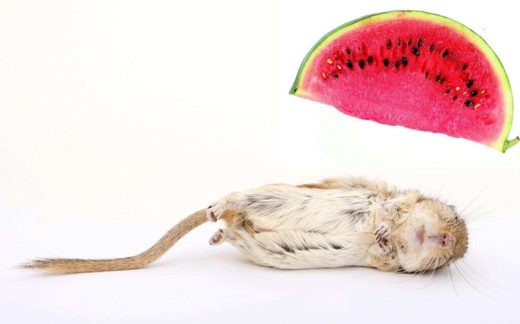 Can gerbils eat watermelon? You need to know this