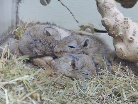 Gerbils sleeping in a pile