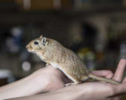 correct way to hold a gerbil