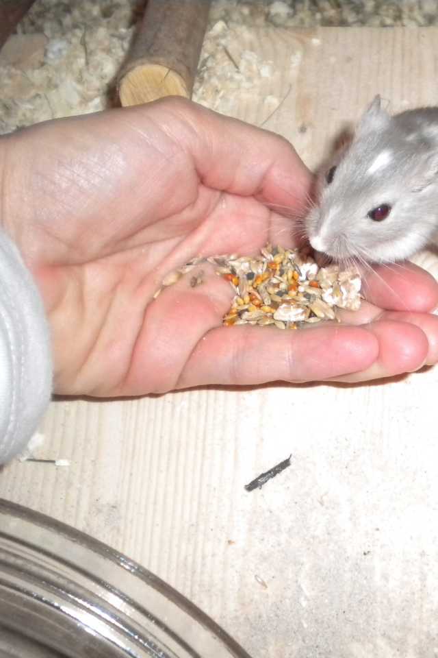 feeding the gerbil in your hand