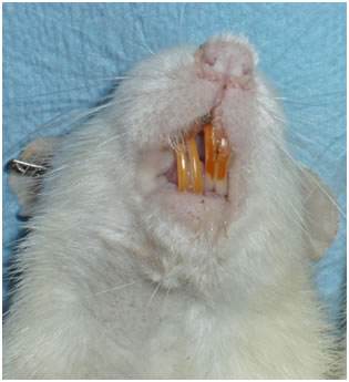 gerbil teeth malocclusion