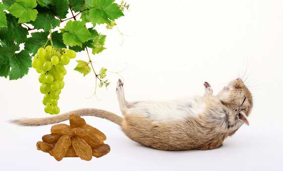 Are grapes and raisins good for gerbils