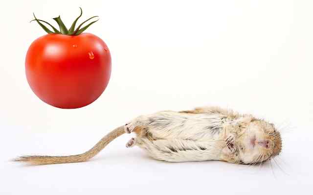 Are tomatoes safe for gerbils