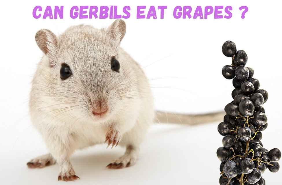 Can gerbils eat grapes