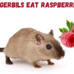 Can gerbils eat raspberries