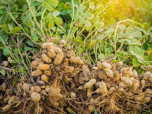 Can gerbils eat raw peanuts