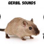 Gerbil sounds