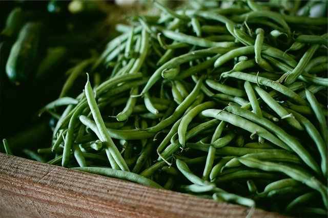 are green beans good for gerbils