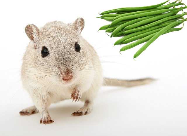 are green beans safe for gerbils