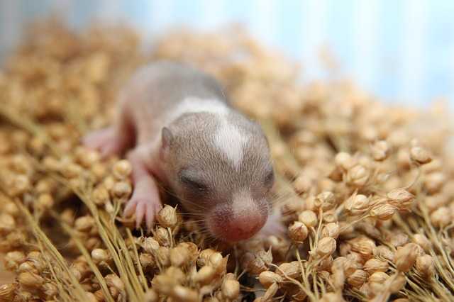 can baby gerbils eat green beans