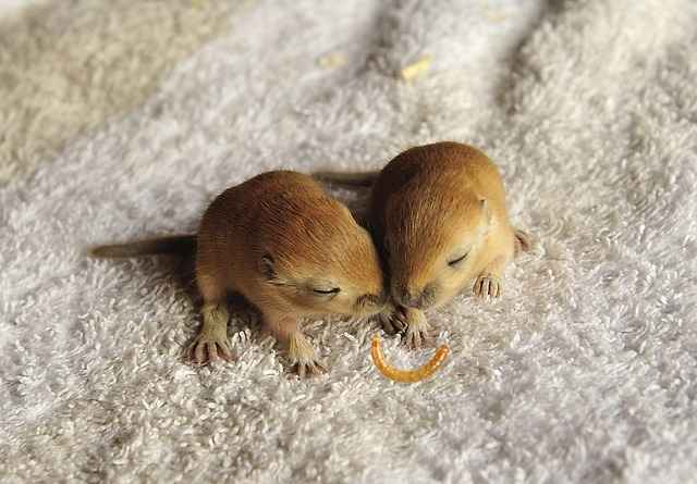 can baby gerbils eat mealworms