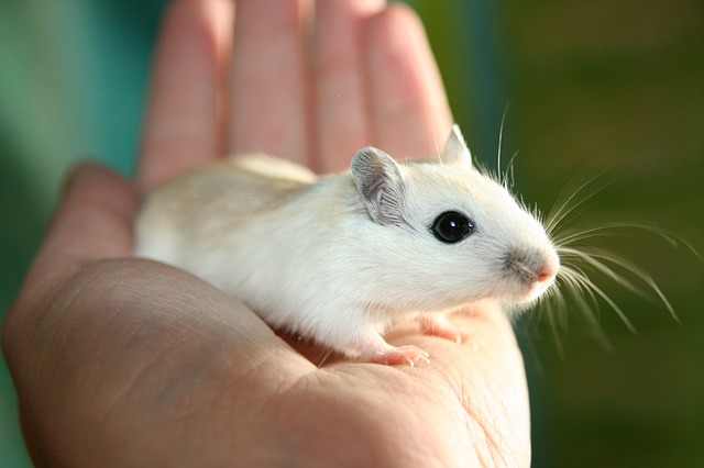 gerbil sounds communication