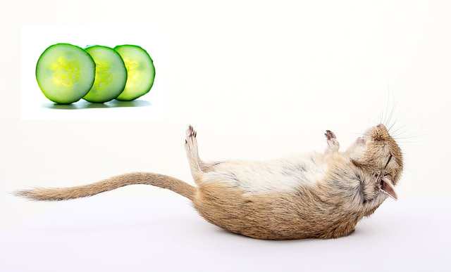 is cucumber safe for gerbils