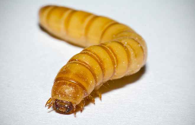 mealworms