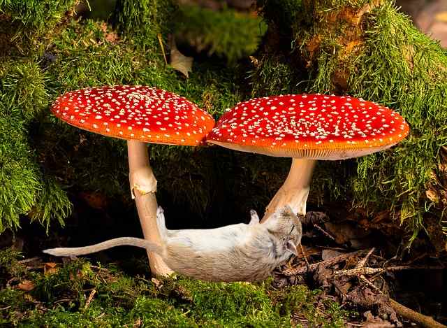 are mushrooms safe for gerbils