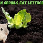 can gerbils eat lettuce