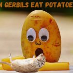 can gerbils eat potatoes