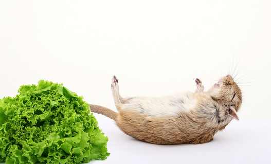 is lettuce safe for gerbils